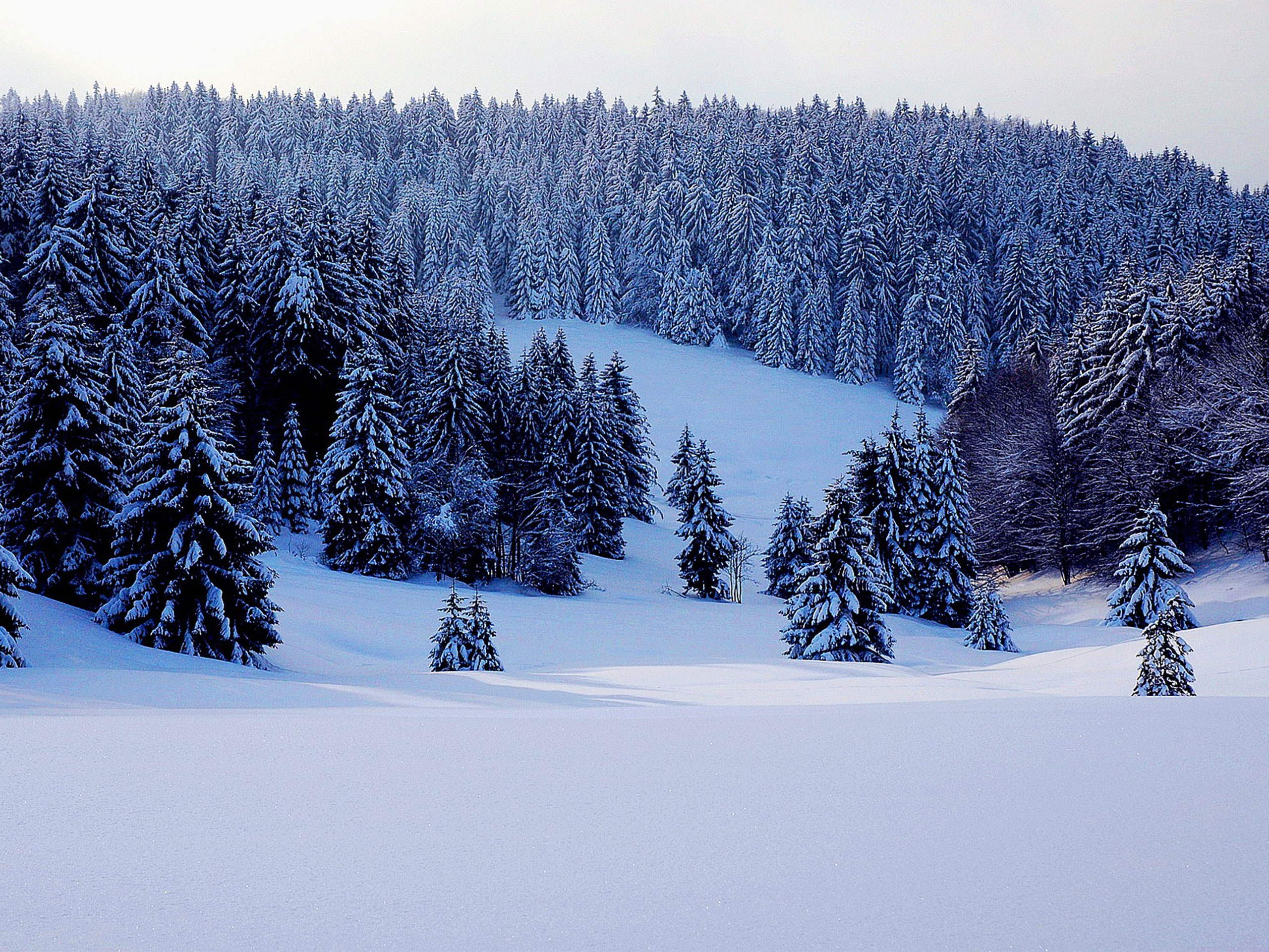 Winterwald (c) pixabay