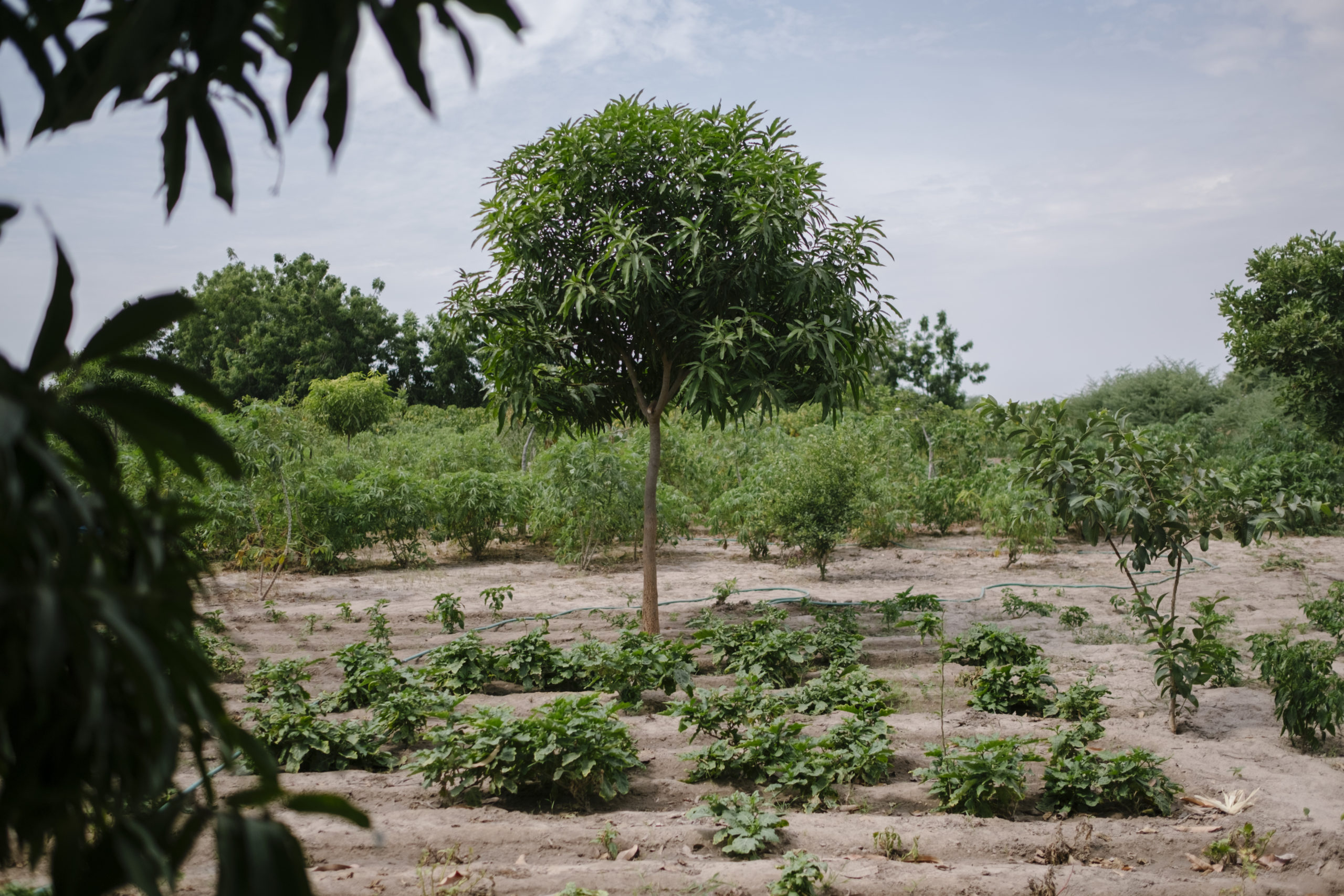Baum in Senegal (c) Ecosia
