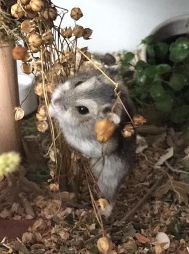 Hamster sammelt Futter (c) woods of voices