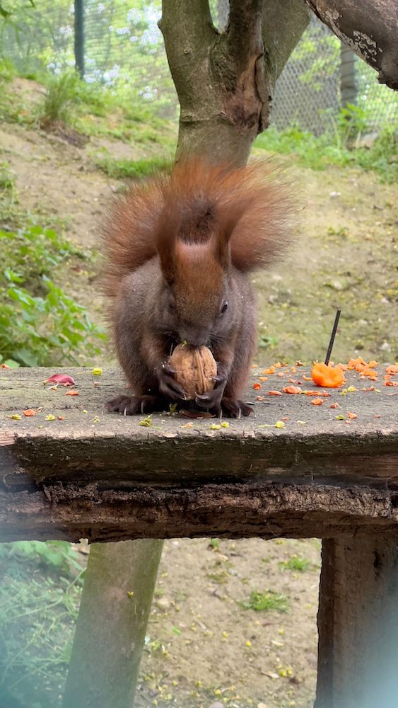 Lützen-Eichhörnchen im Martzschpark