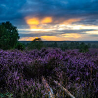 Die letzten Sonnenstrahlen ziehen über die Lüneburger Heide (c) woods of voices