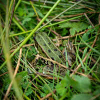 Frosch im Gras (c) woods of voices