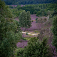 Heide, wohin man sieht (c) woods of voices