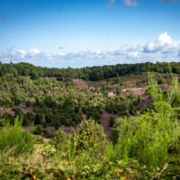 Heidelandschaft (c) woods of voices
