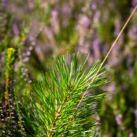 Kiefer in der Heide (c) woods of voices