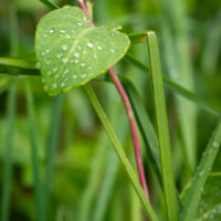Blatt und Gras mit Regentropfen (c) woods of voices