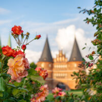 Rosen vor dem Holstentor (c) woods of voices
