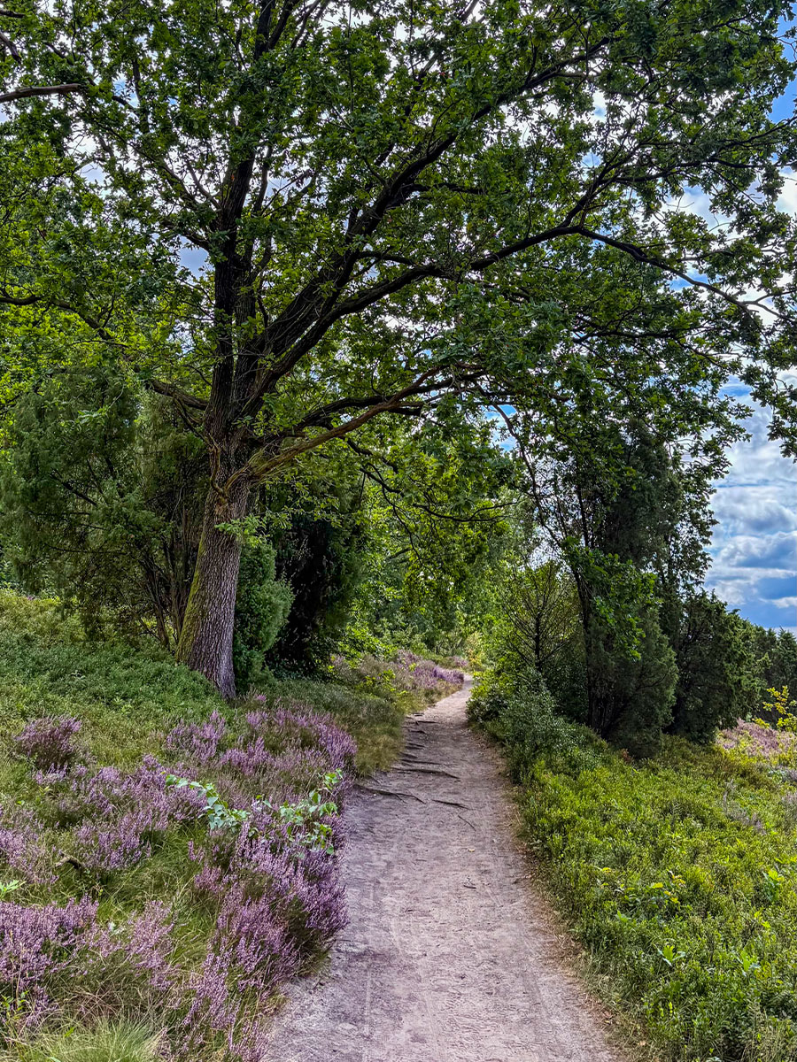 Schmaler Wanderweg (c) woods of voices